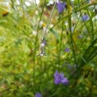 Harebell Flower Necklace thumbnail