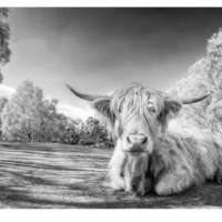 Highland Lady thumbnail