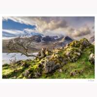 Stunted Tree & Bla Bheinn thumbnail