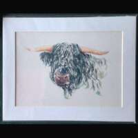 Highland Bull Print thumbnail