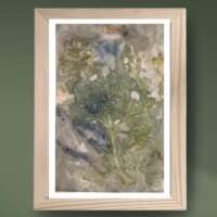 A1 Black Elder Seed Head Eco Print thumbnail