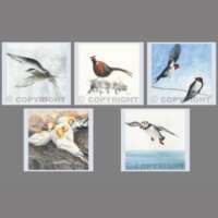Pack of 5 Square Bird Cards thumbnail