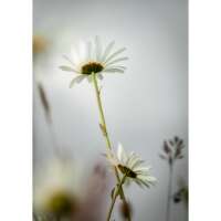 Oxeye Daisy thumbnail