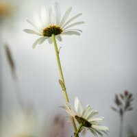 Oxeye Daisy thumbnail