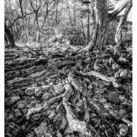 Pine Roots thumbnail