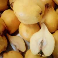 Quince Fruit Butter thumbnail