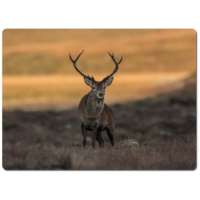 Red Stag Work Top Protector thumbnail