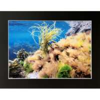 Underwater Seaweed Scene in Shetland thumbnail
