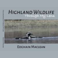 Highland Wildlife - Through my Lens thumbnail