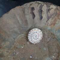 Ammonite thumbnail