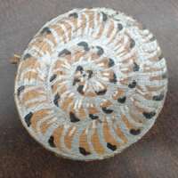 Ammonite thumbnail