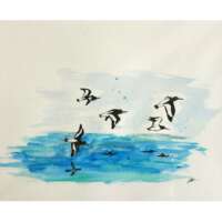 Original Watercolour of Oystercatchers in Flight thumbnail