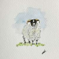 Original Watercolour of a Lone Sheep thumbnail