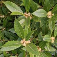 Bay Leaf Salt thumbnail