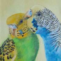 Budgie Love Greetings Card thumbnail