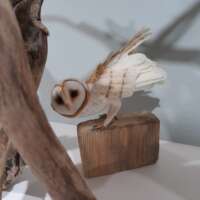 Felted Barn Owl on Driftwood thumbnail