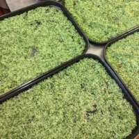Wild Garlic Salt thumbnail