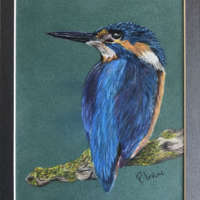 Kingfisher - Original Pencil Drawing thumbnail