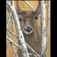 Stag in Birches Painting thumbnail