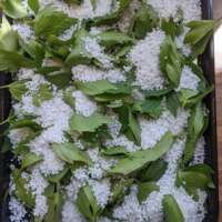 Organic Lovage Salt thumbnail