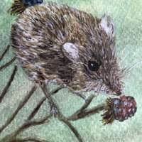 Mouse - Original Watercolour Painting thumbnail