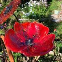 Fused Glass Red Poppy Garden Stake thumbnail