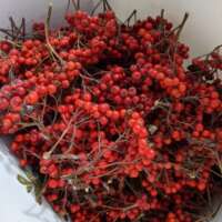Rowan Jelly thumbnail