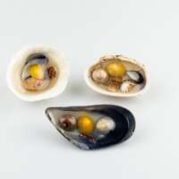 Shell Puddle Decorations thumbnail