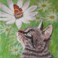 Tabby and Small Copper Greetings Card thumbnail