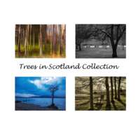 Trees in Scotland Collection thumbnail