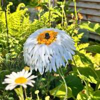 Fused Glass White Daisy Garden Stake thumbnail