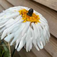 Fused Glass White Daisy Garden Stake thumbnail