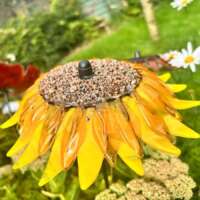 Fused Glass Yellow Sunflower Garden Stake thumbnail