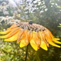 Fused Glass Yellow Sunflower Garden Stake thumbnail