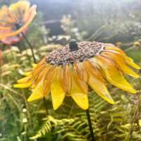 Fused Glass Yellow Sunflower Garden Stake thumbnail